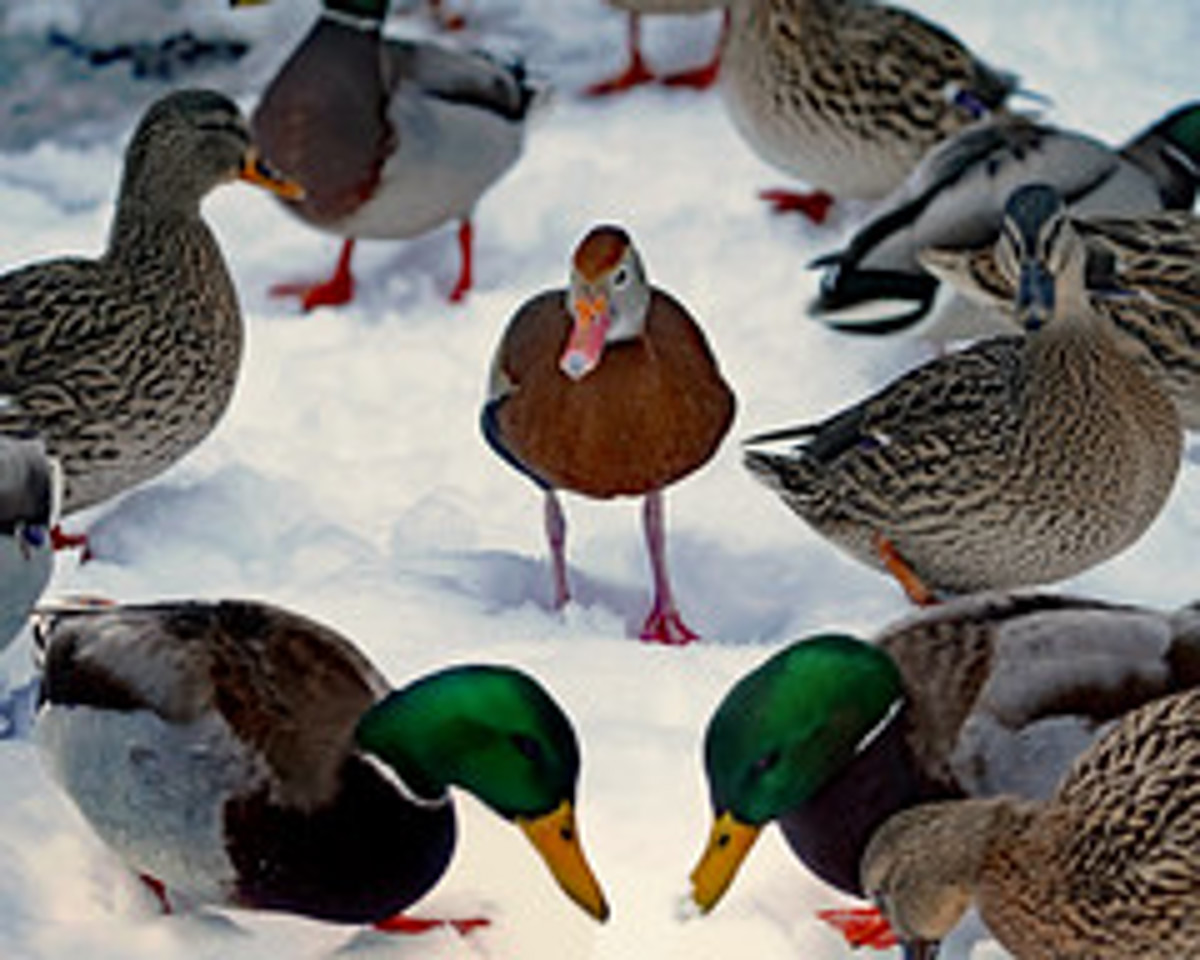 Ducks
