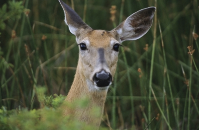 City of Farmington Hills Joins Southeast Michigan Urban Deer Coalition Survey Efforts