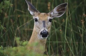City of Farmington Hills Joins Southeast Michigan Urban Deer Coalition Survey Efforts