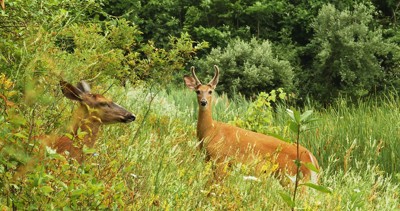 Cities Release First-Year Results of Regional Deer Management Program
